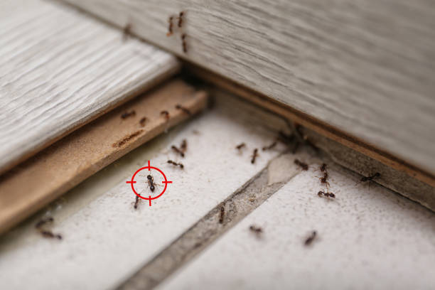 Best Local Pest Control Services  in Weatherly, PA